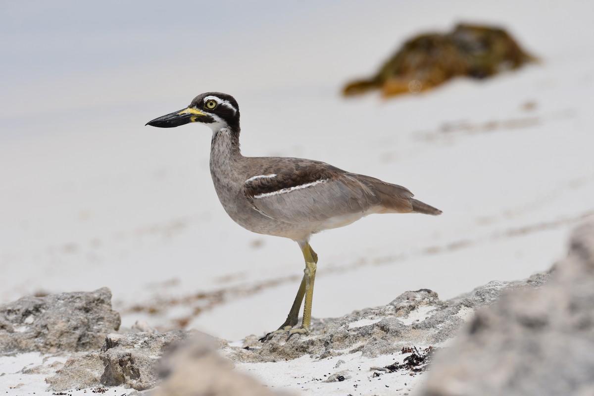 Beach Thick-knee - ML86099011