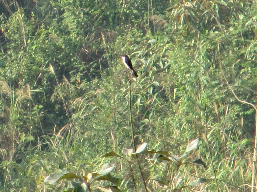 Jerdon's Bushchat - Florian Klingel