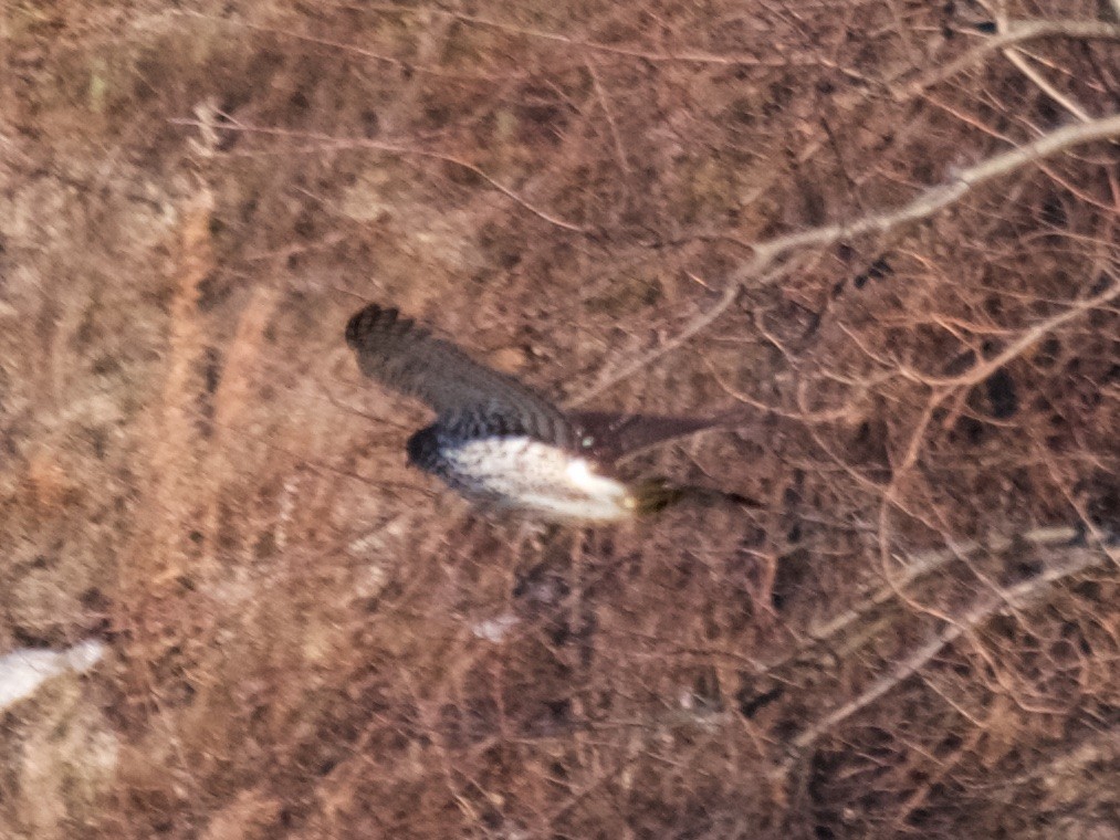 Northern Harrier - ML86099891