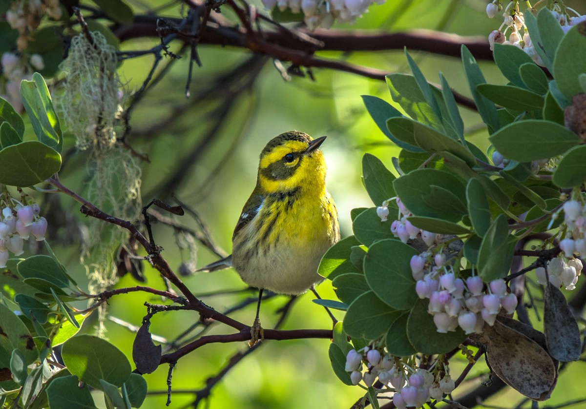 Townsend's Warbler - ML86105371