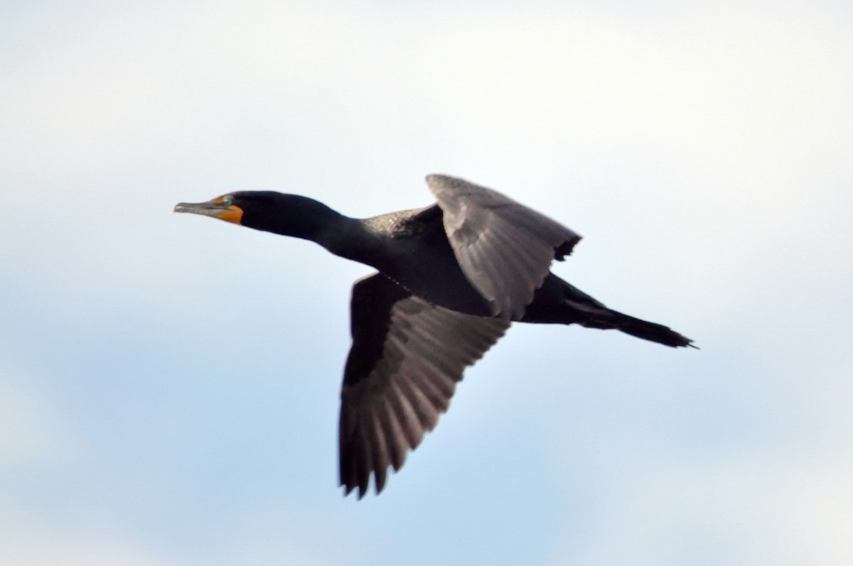 Double-crested Cormorant - ML86106121