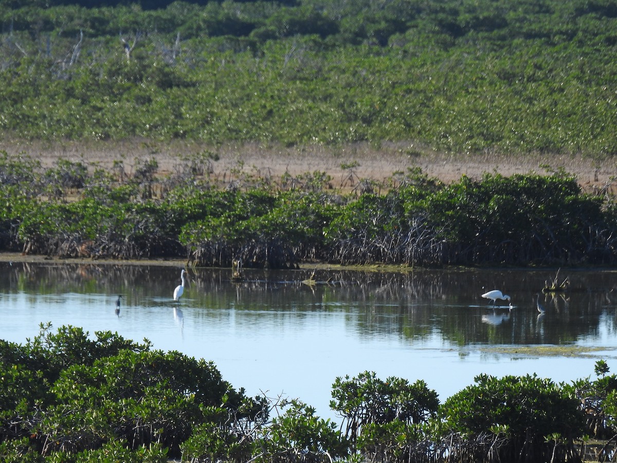 Reddish Egret - ML86106851