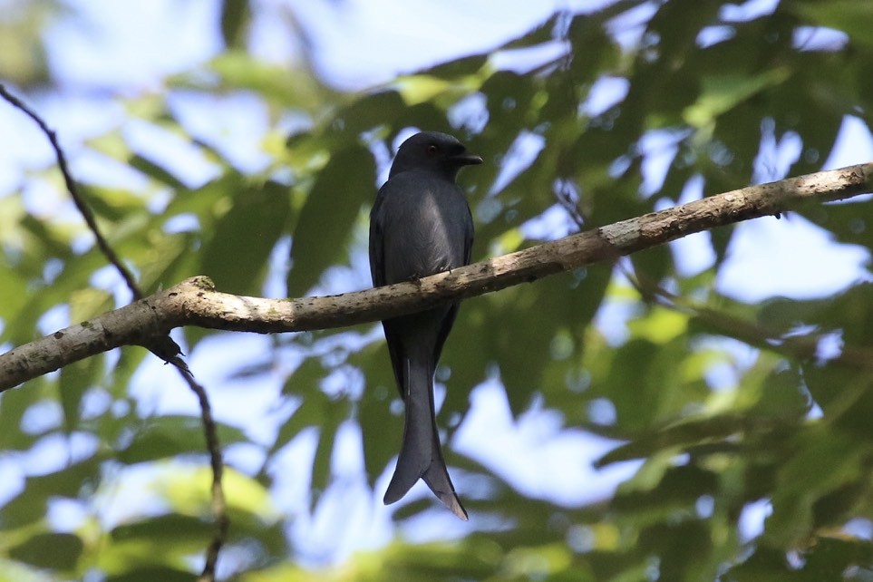 Drongo Cenizo - ML86107861