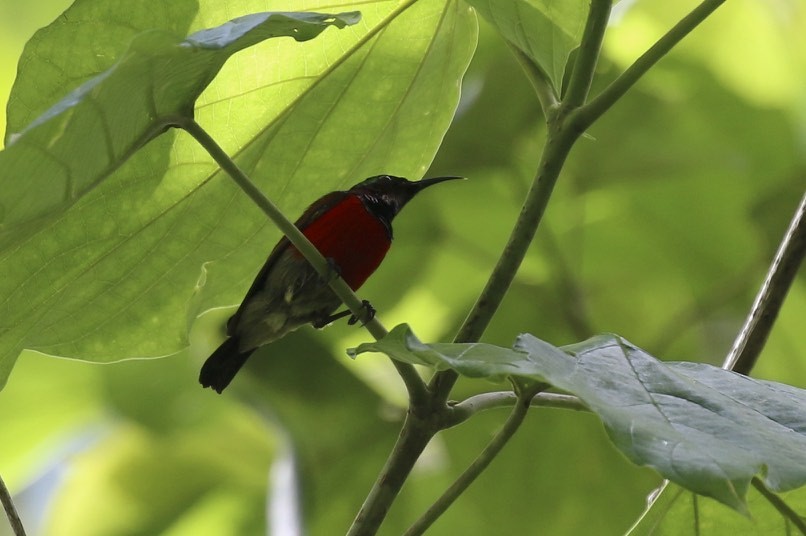 Purple-throated Sunbird - Knut Hansen