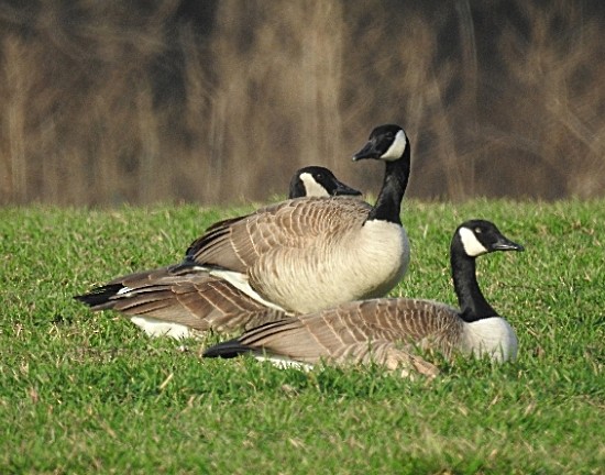 Canada Goose - ML86108731