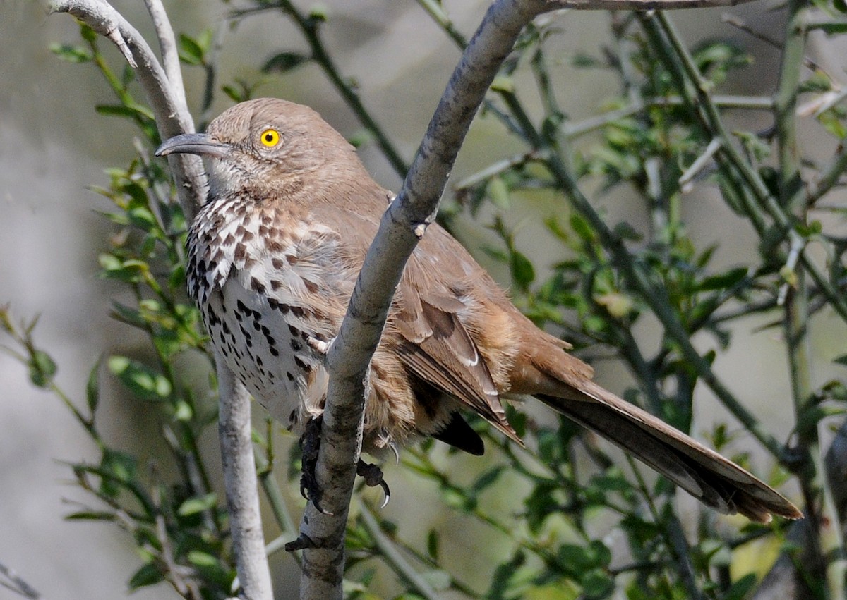 Gray Thrasher - Steven Mlodinow