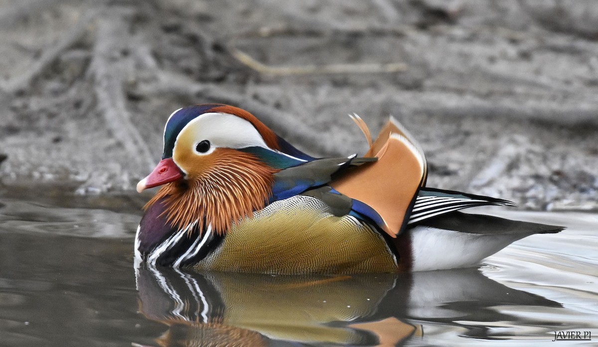 Mandarin Duck - Javier Pi Vallina