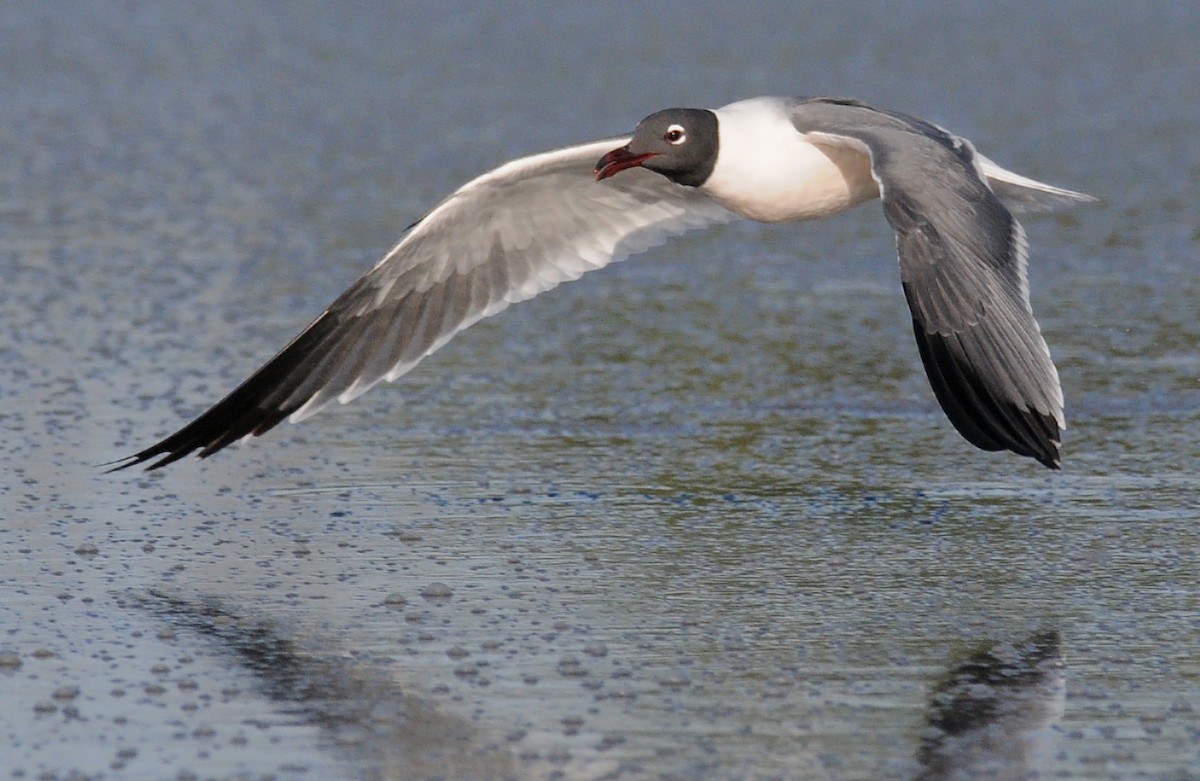 Laughing Gull - ML86109571