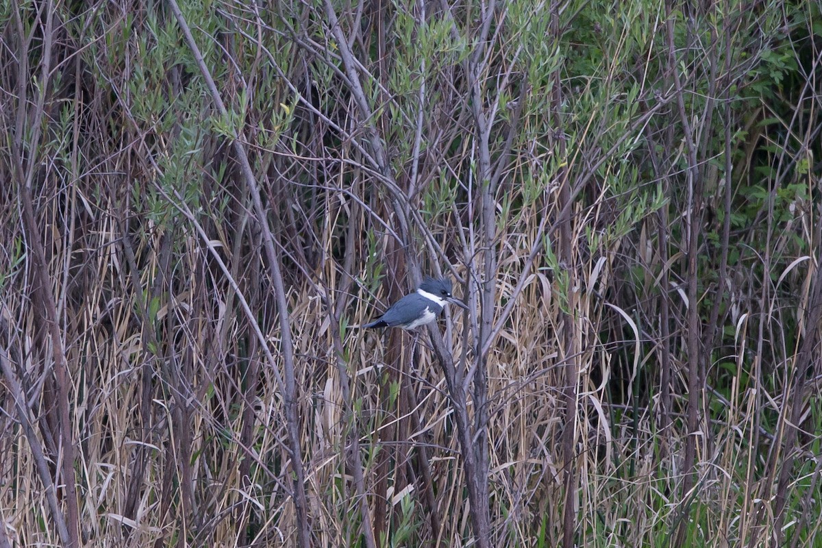 Belted Kingfisher - ML86110231