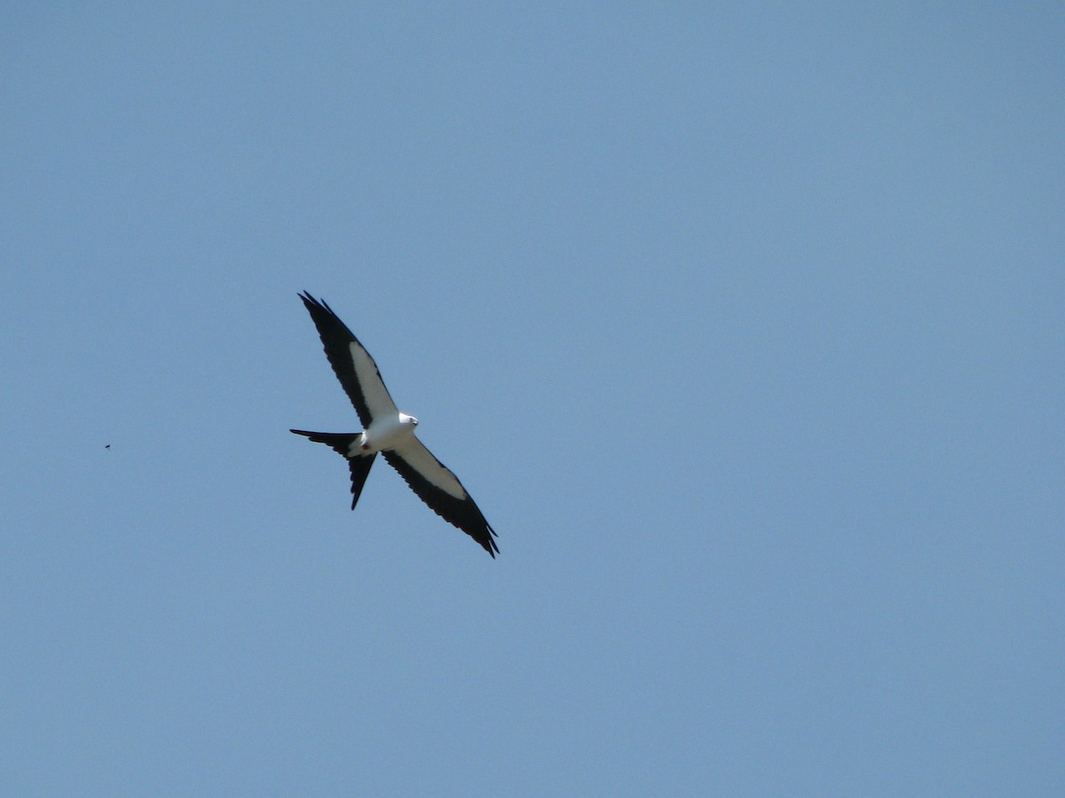 Swallow-tailed Kite - ML86111881
