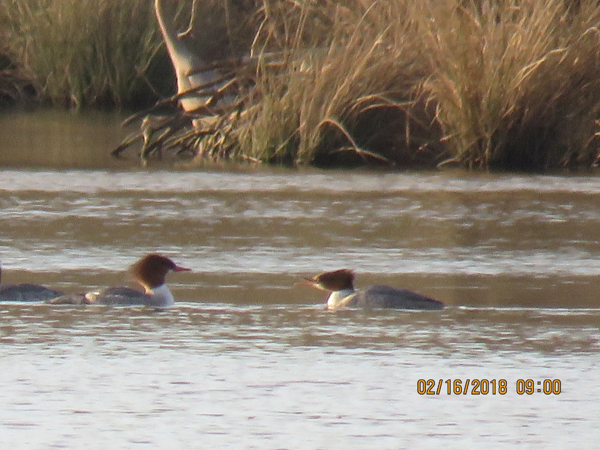 Common Merganser - ML86112041