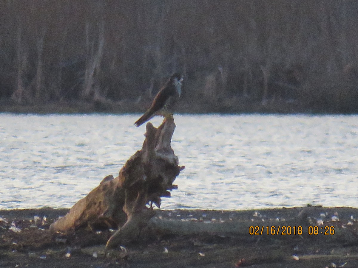 Peregrine Falcon - ML86112101