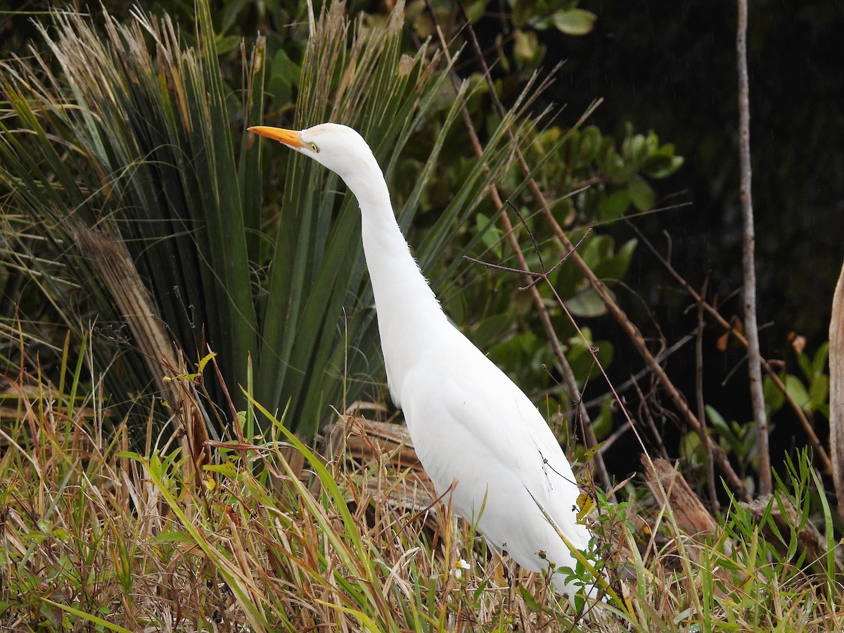 Western Cattle Egret - S. K.  Jones