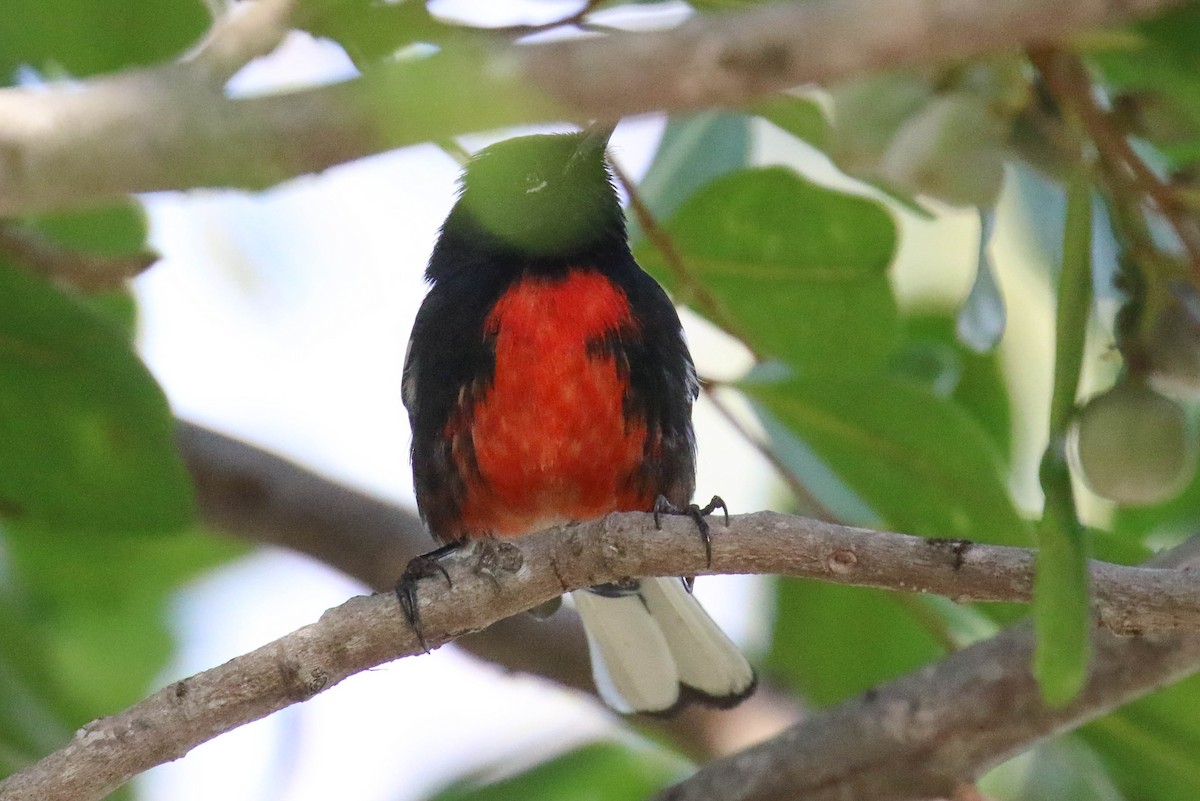 Painted Redstart - ML86112821