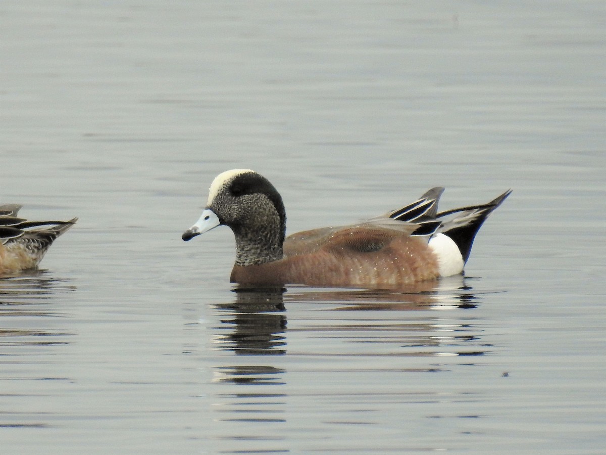 American Wigeon - ML86112931