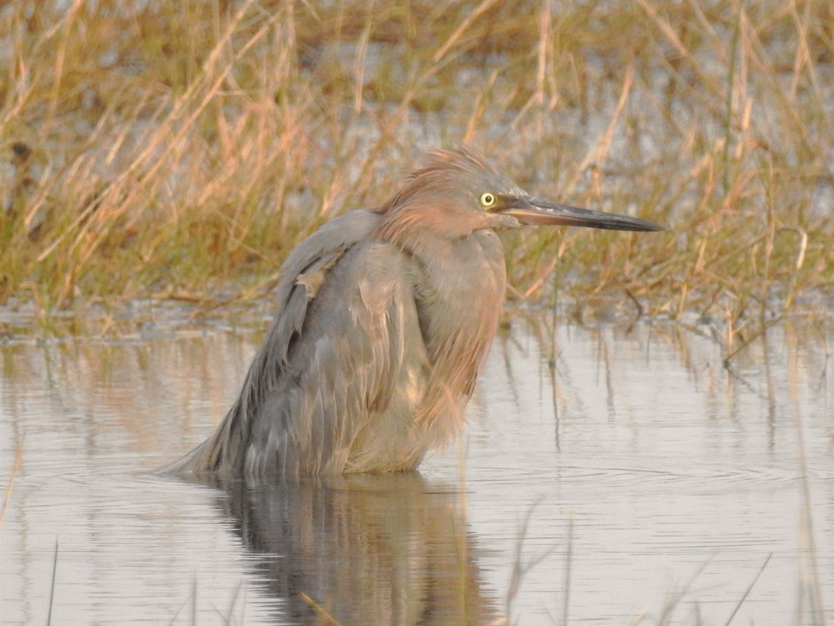 Reddish Egret - ML86113621