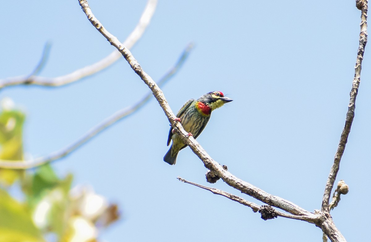 Coppersmith Barbet - Amal U S