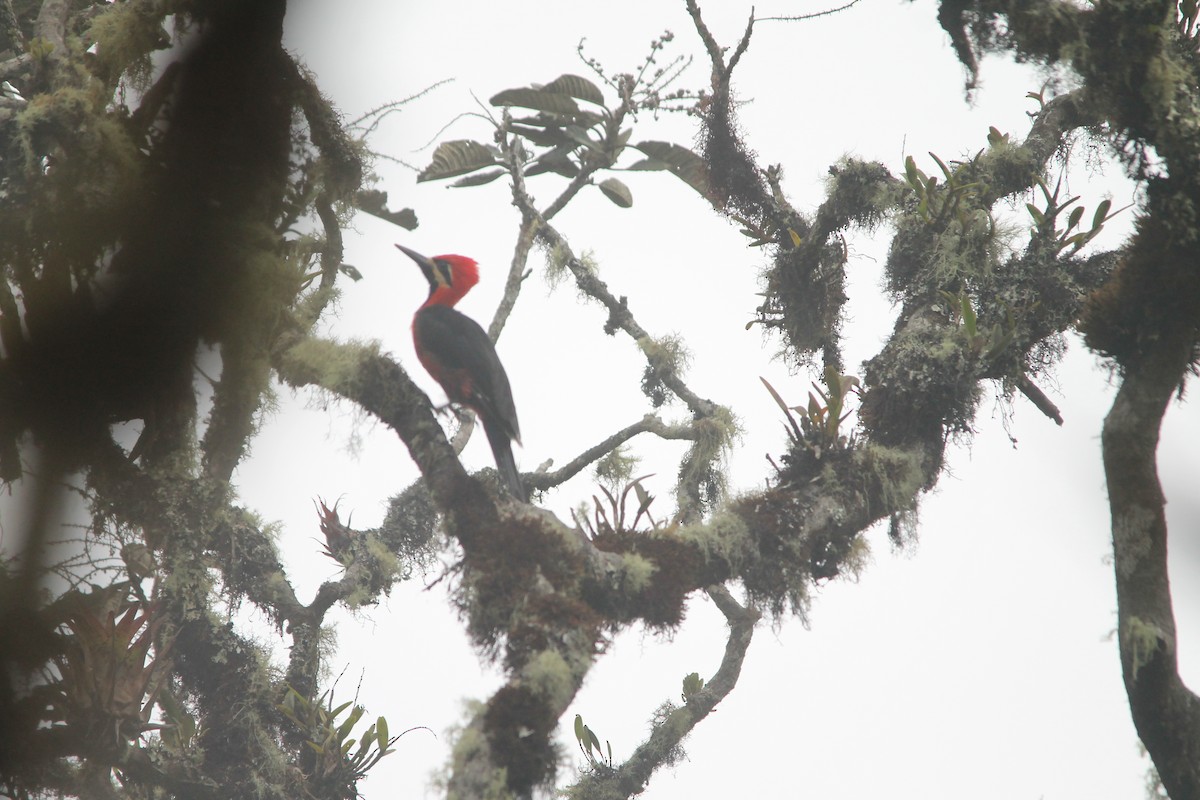 Crimson-bellied Woodpecker - Roger Barboza Castro
