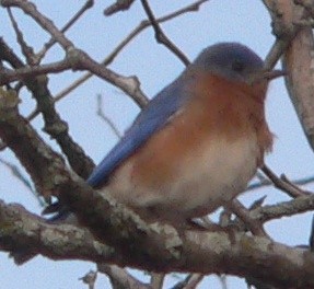 Eastern Bluebird - ML86117181