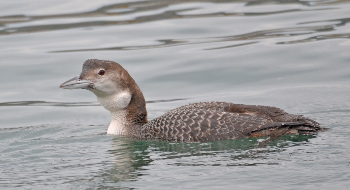 Common Loon - Michael J Good