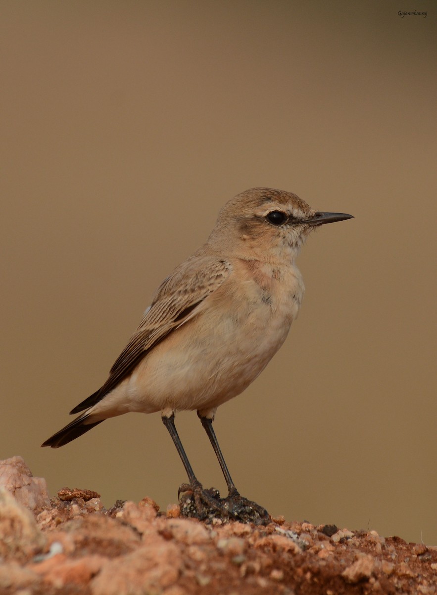 Isabelline Wheatear - Gaja mohanraj