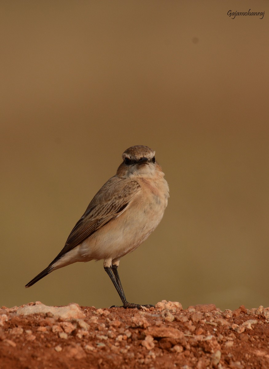 Isabelline Wheatear - Gaja mohanraj