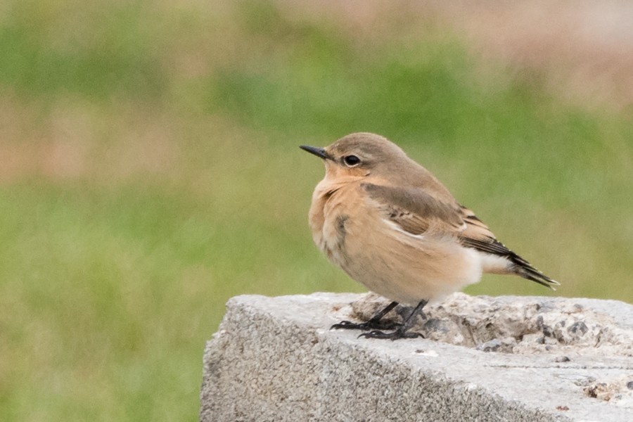 Northern Wheatear - ML86117841