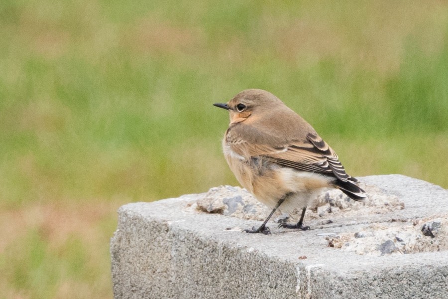 Northern Wheatear - ML86117861