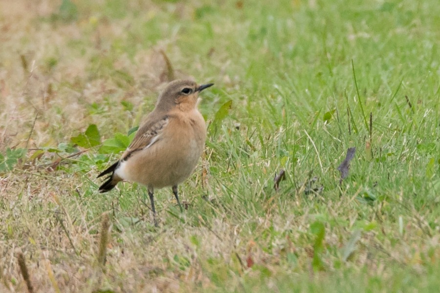 Northern Wheatear - ML86117911