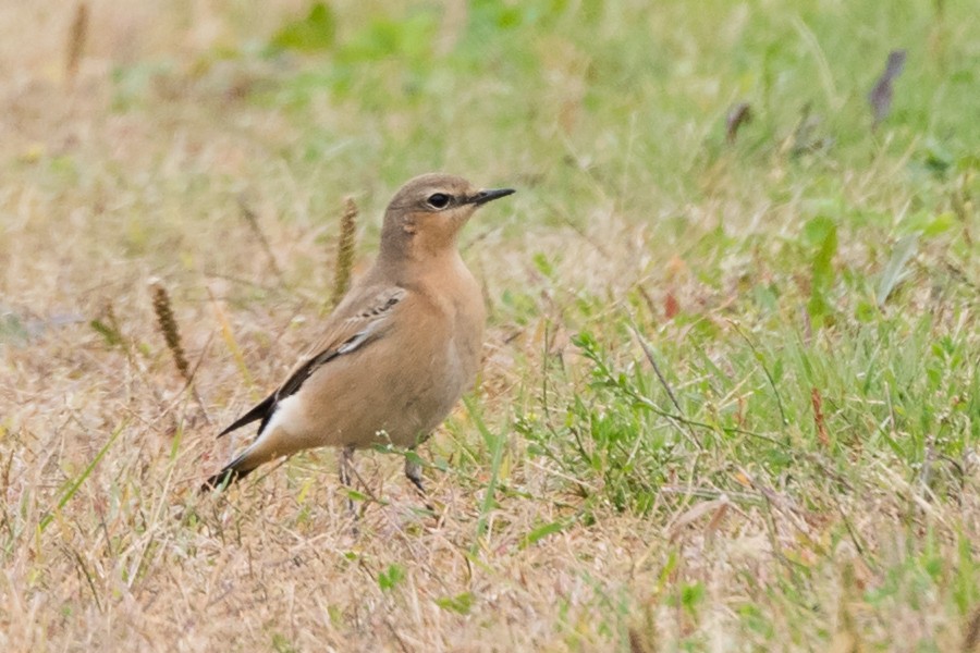 Northern Wheatear - Sue Barth