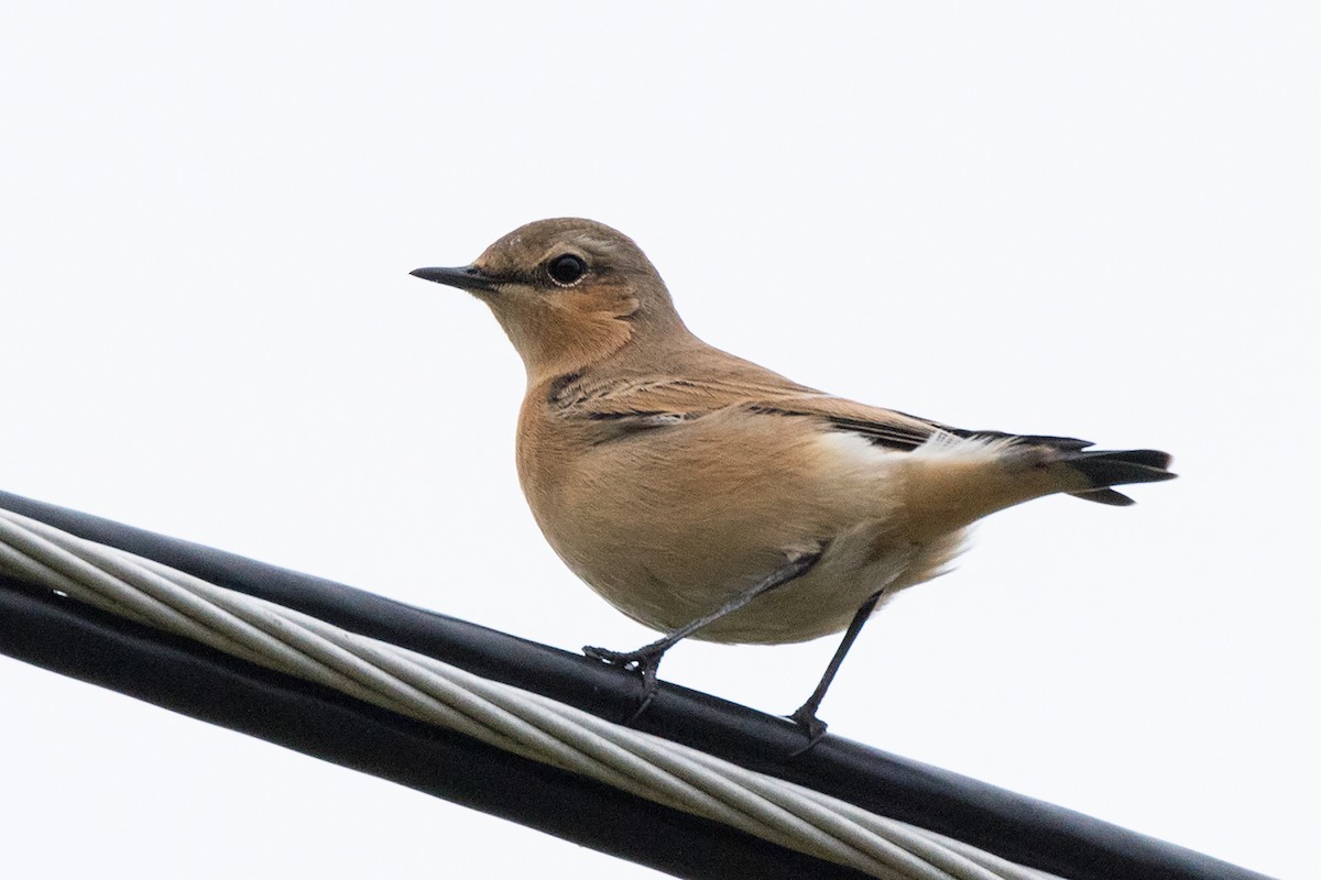 Northern Wheatear - ML86117931