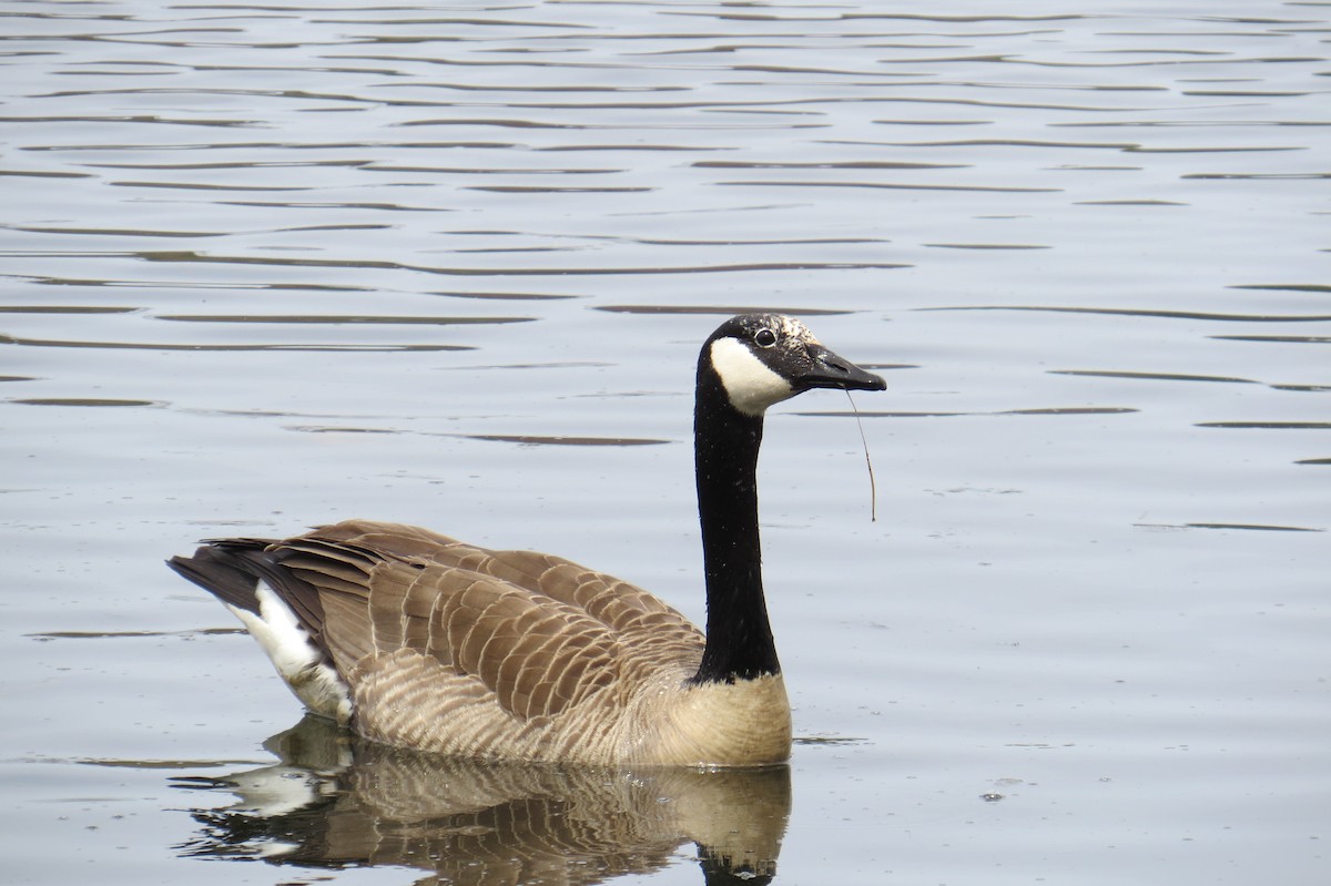 Canada Goose - Lindsey Duval