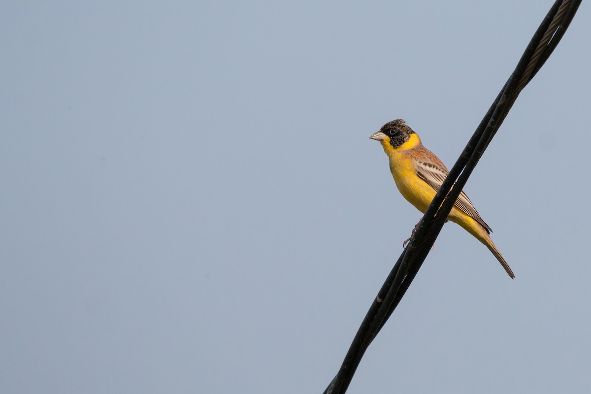 Black-headed Bunting - ML86120071
