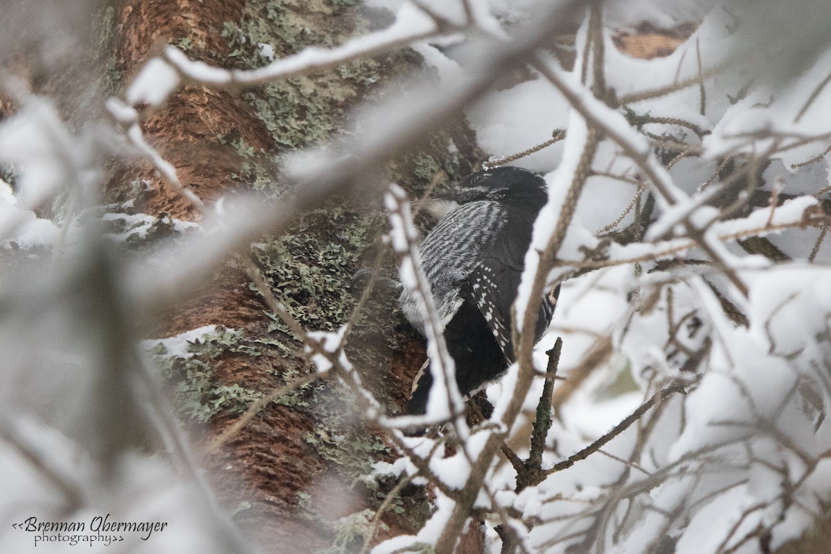 American Three-toed Woodpecker - ML86120541