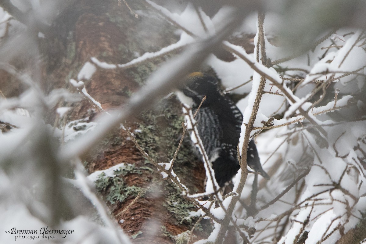 American Three-toed Woodpecker - ML86120571