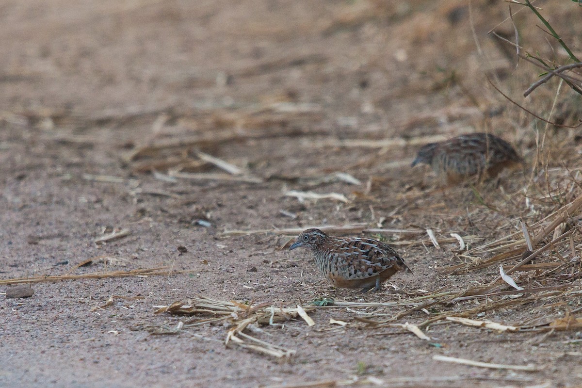 Barred Buttonquail - ML86120751