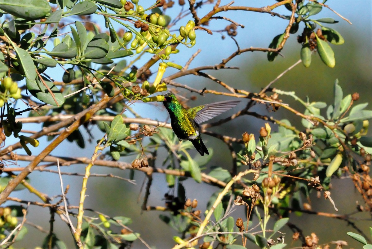 hummingbird sp. - ML86121321