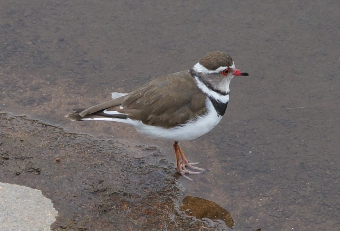 Three-banded Plover - ML86122831
