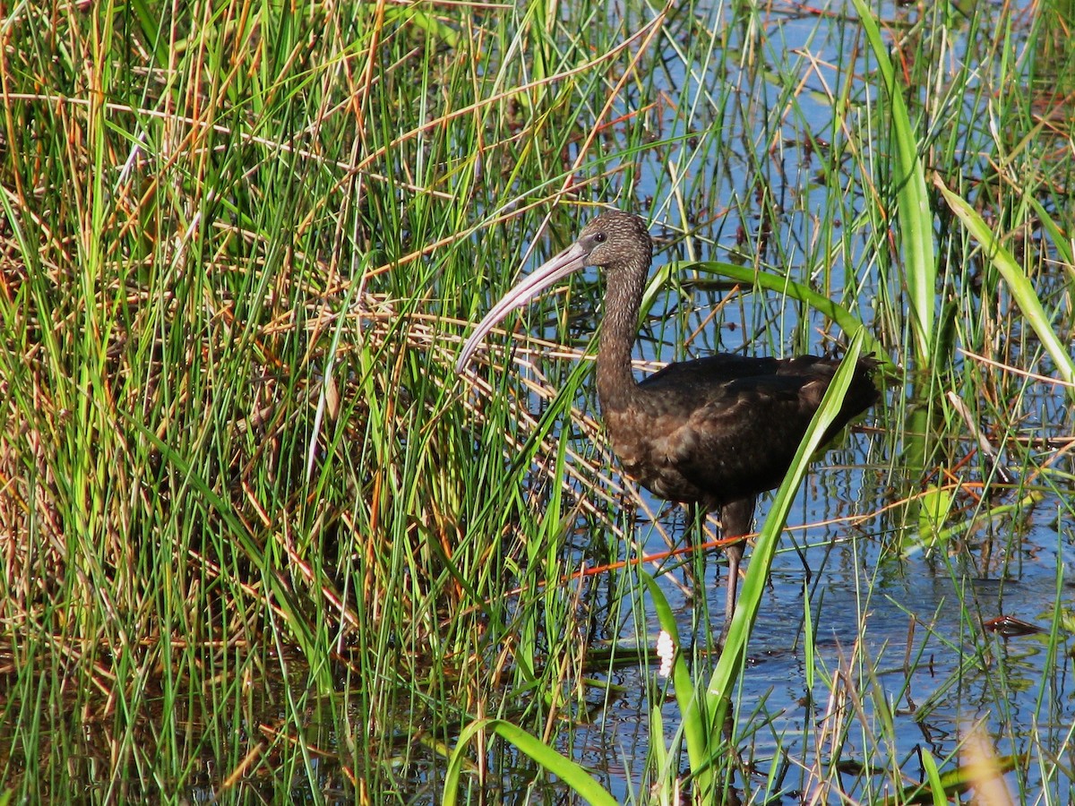 ibis hnědý - ML86125241