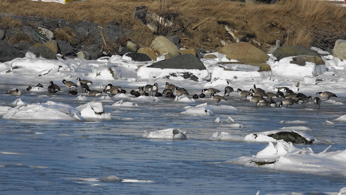 Canada Goose - ML86125921