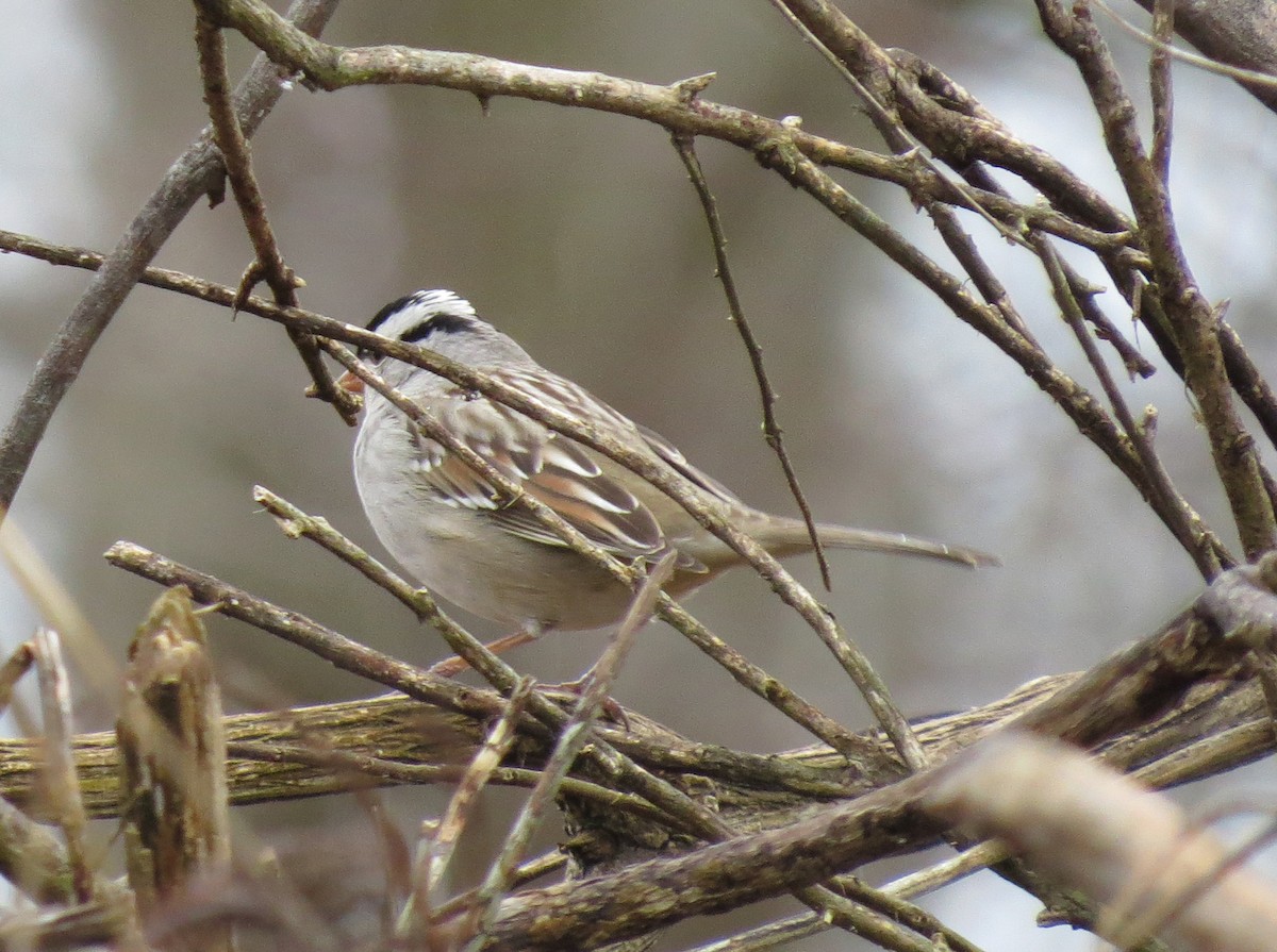 White-crowned Sparrow - Joe Hanfman