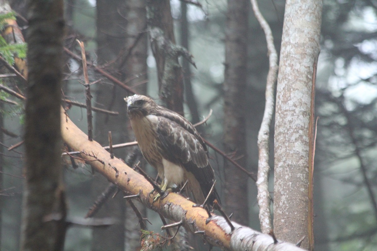 Eastern Buzzard - Matthew Gould