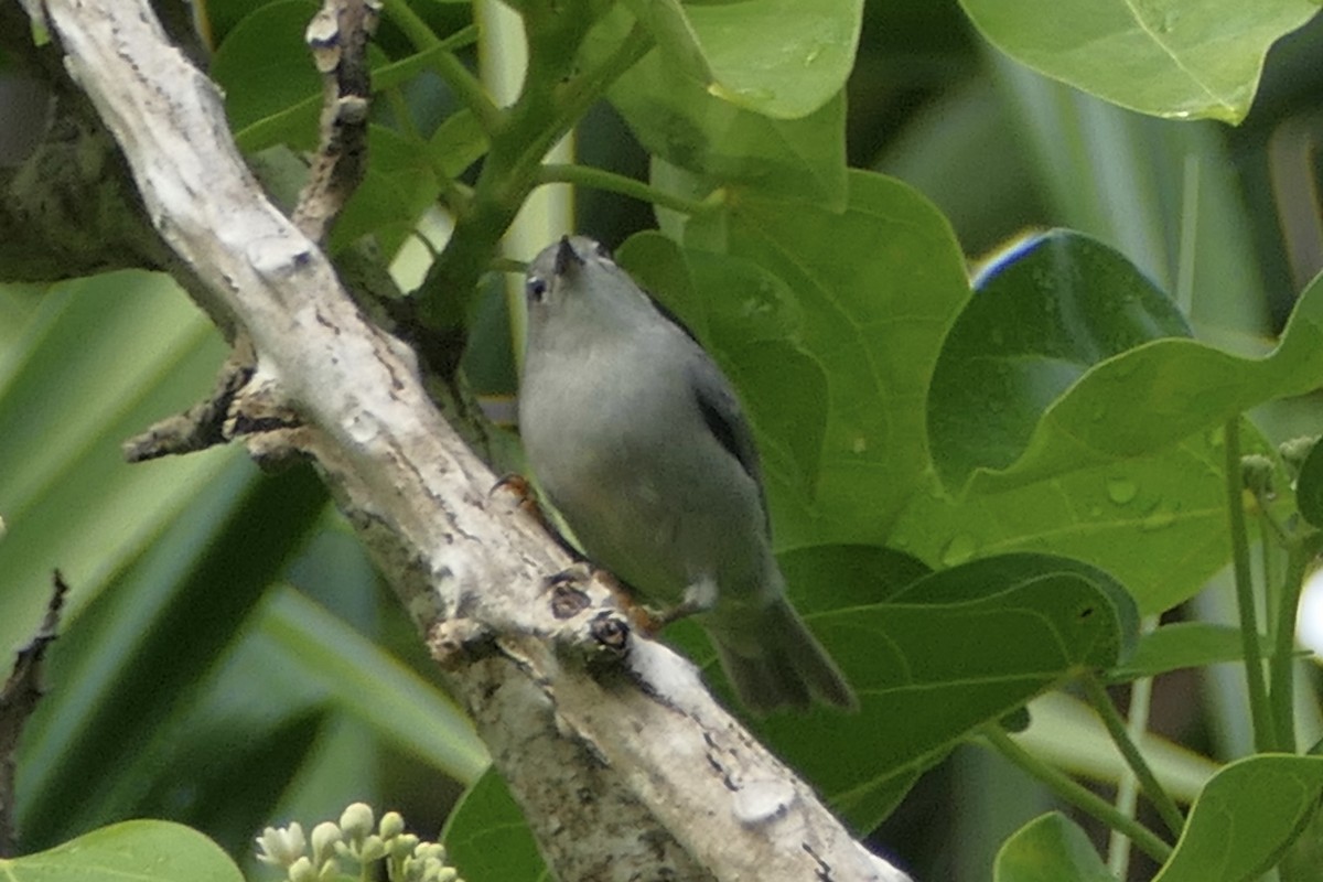 Kosrae White-eye - ML86127551