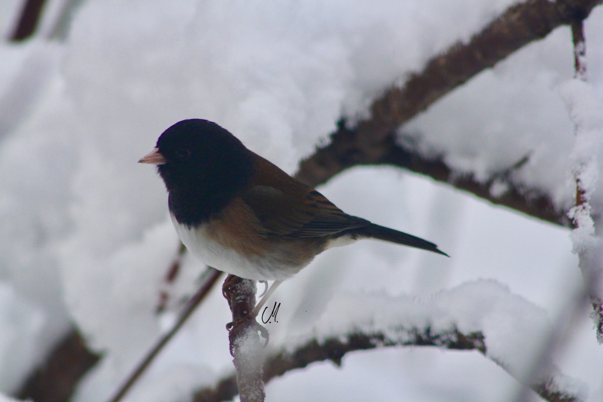 Dark-eyed Junco - ML86127641