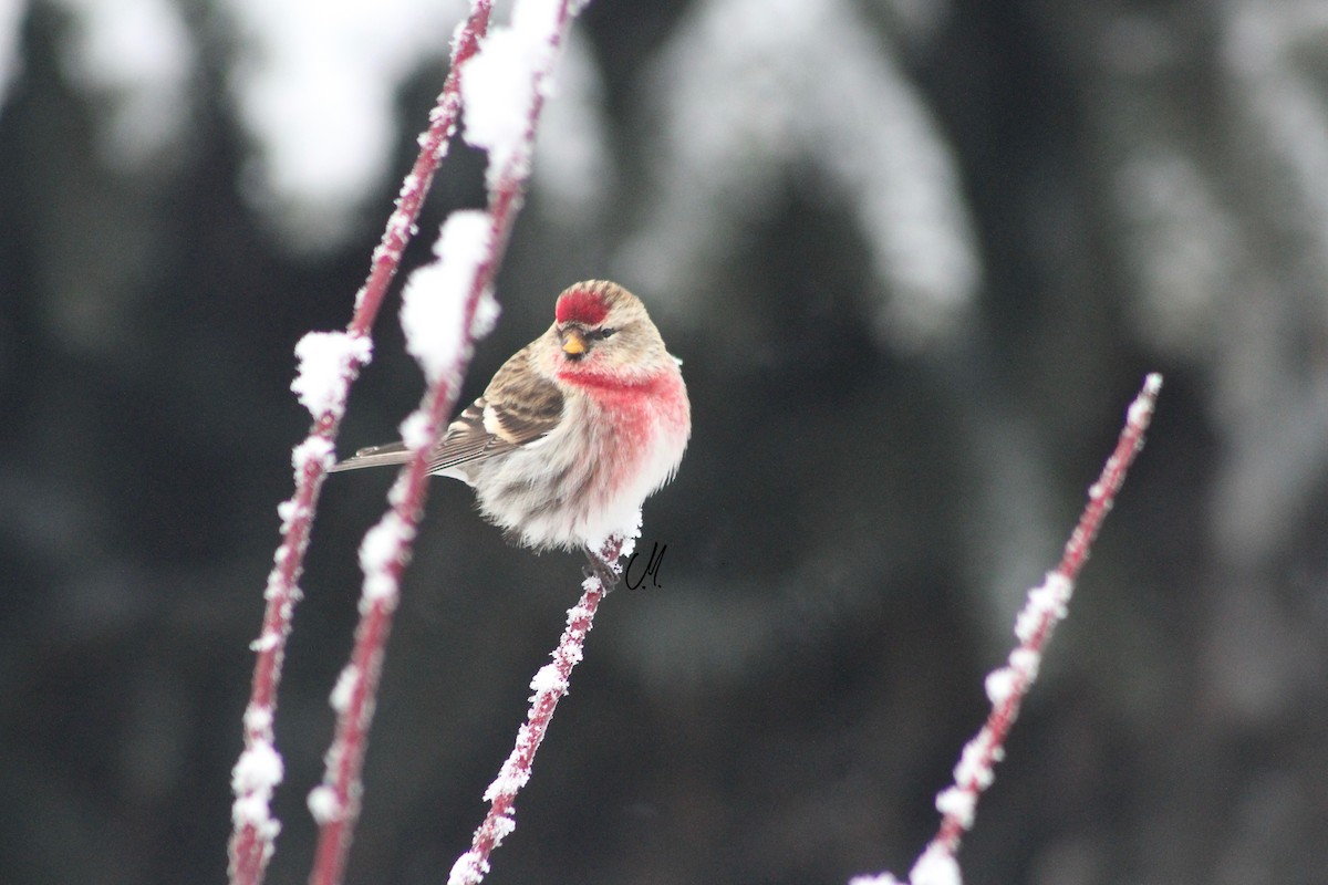 Common Redpoll - ML86127721