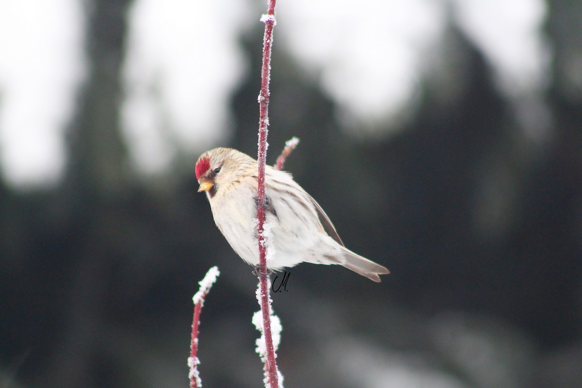 Common Redpoll - ML86127741