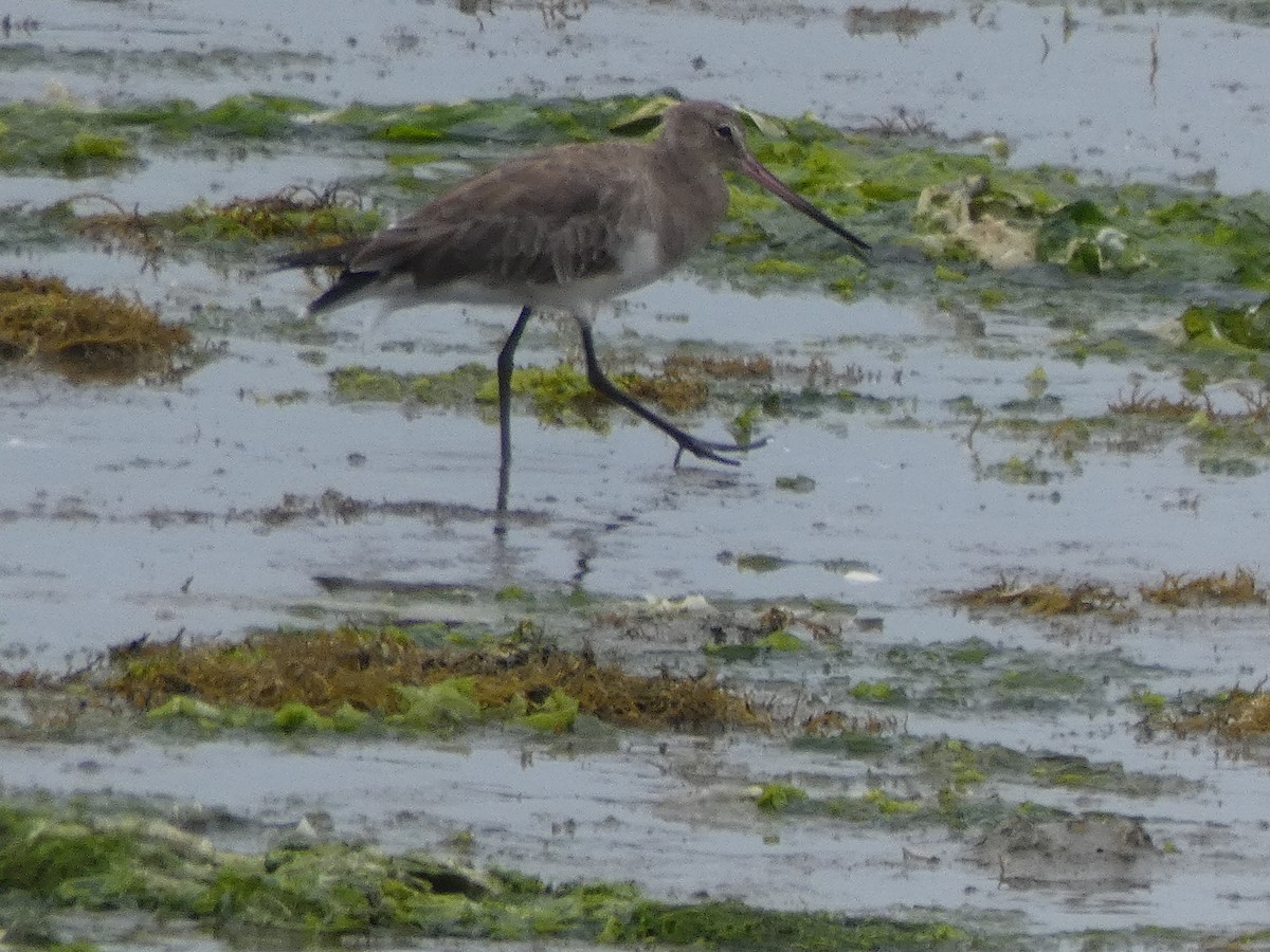 Hudsonian Godwit - Mike Cadman