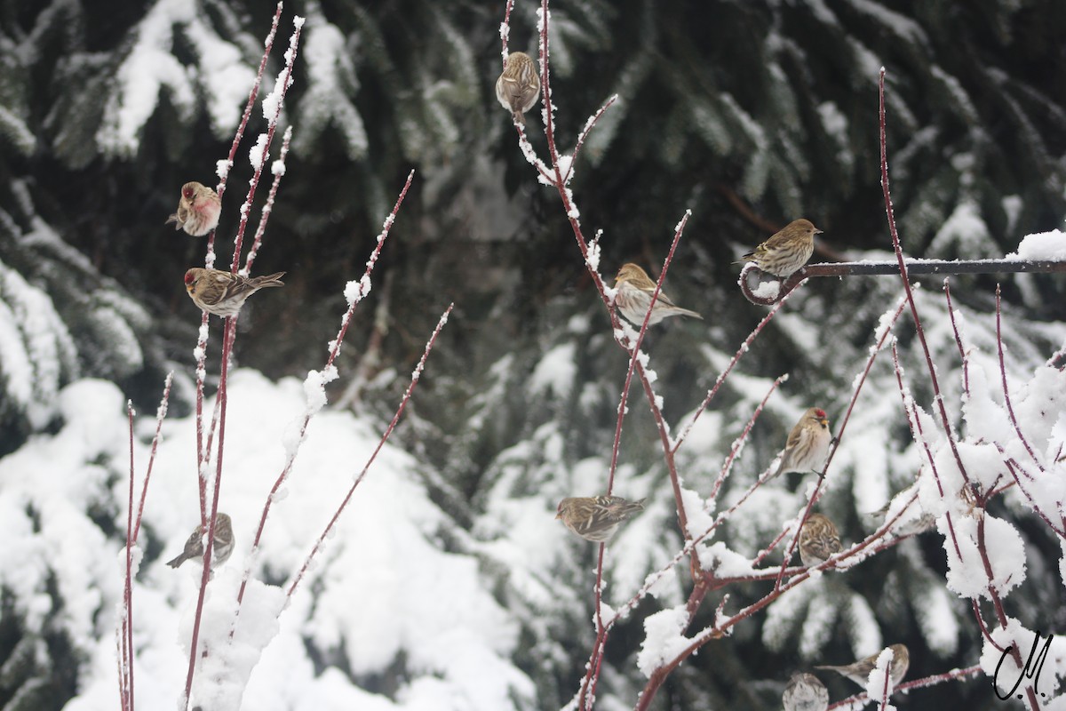 Common Redpoll - ML86127871