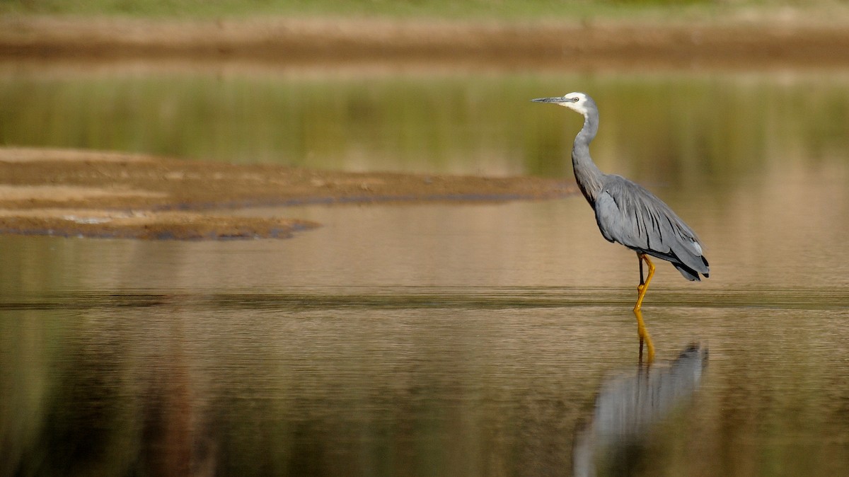 White-faced Heron - Diana Flora Padron Novoa