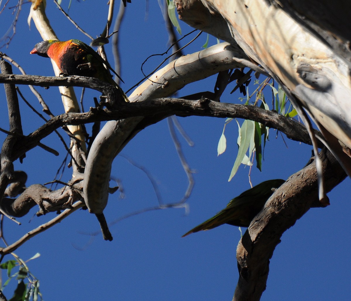 Rainbow Lorikeet - ML86133361